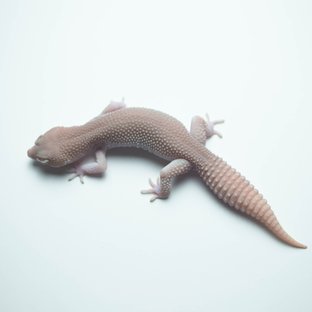 갤럭시 벨 블랙나이트