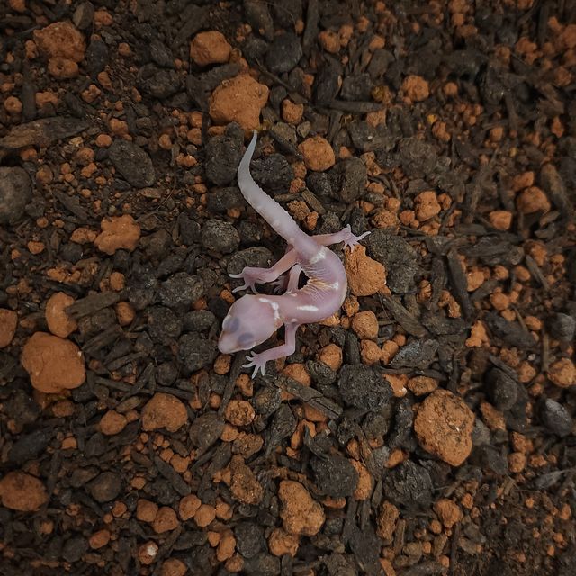 벨 스노우 블랙나이트