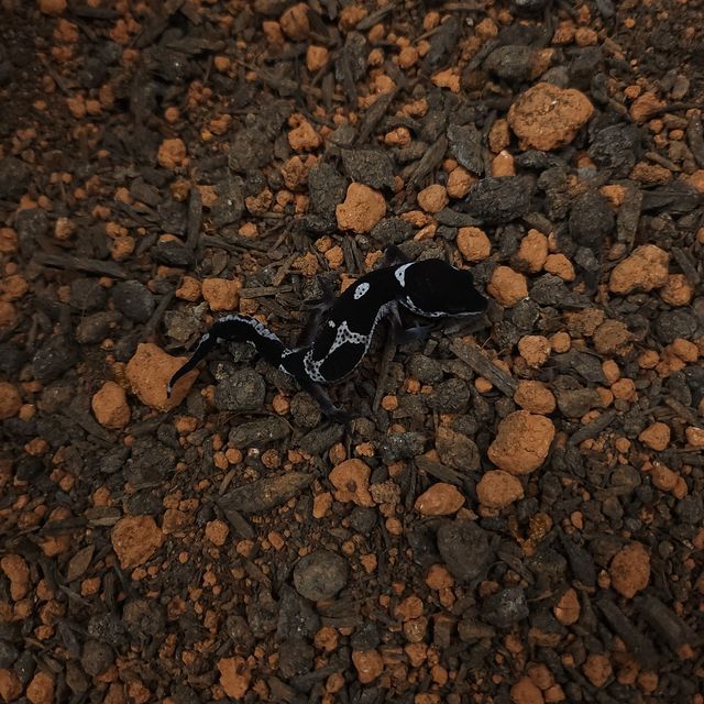 스노우 블랙나이트