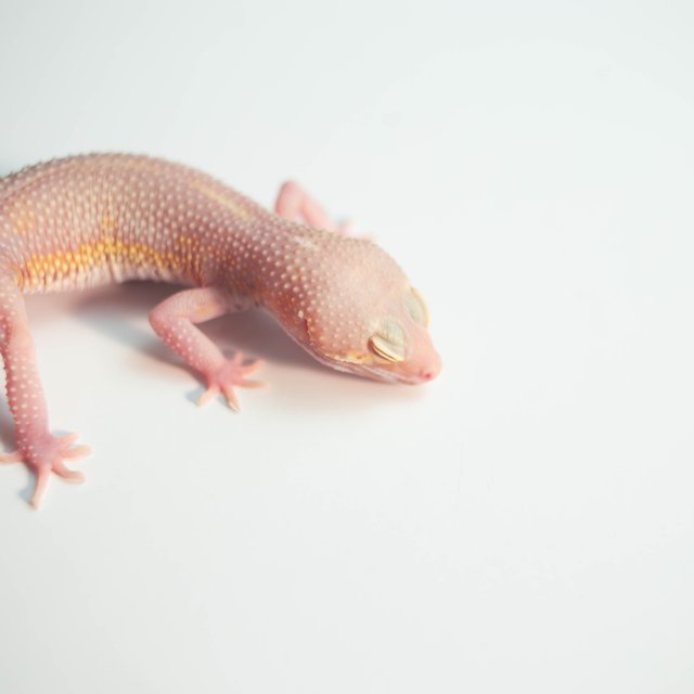 벨 이클립스 스노우 블랙나이트