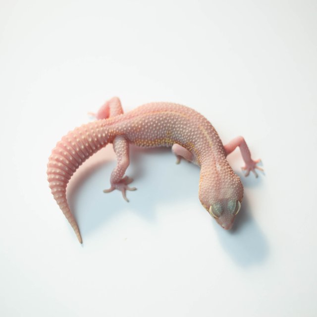 벨 이클립스 스노우 블랙나이트