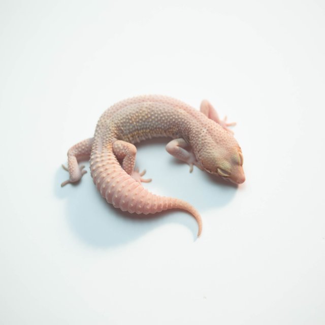 벨 블랙나이트 스노우