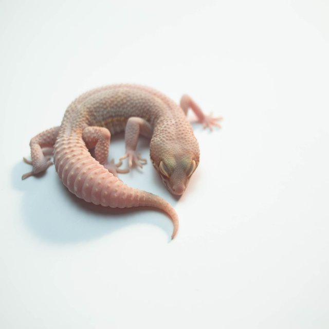 벨 블랙나이트 스노우