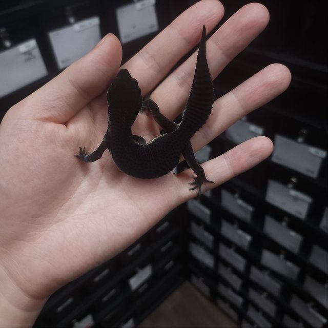 다크