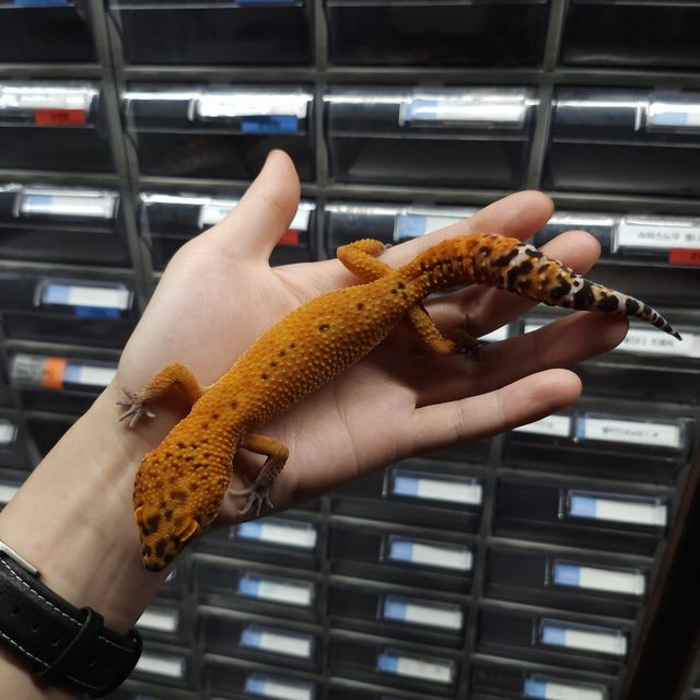 레드