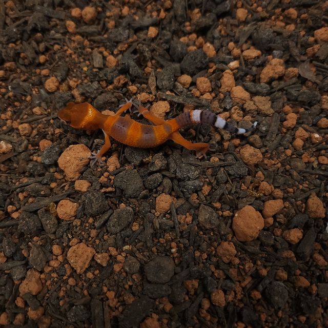 블러드 만다린