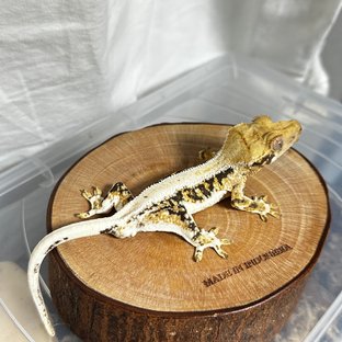 릴리100%헷아잔틱