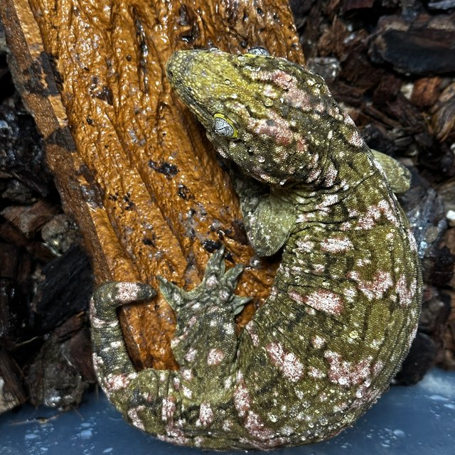 GTX 하이 컬러 헷 멜라니스틱