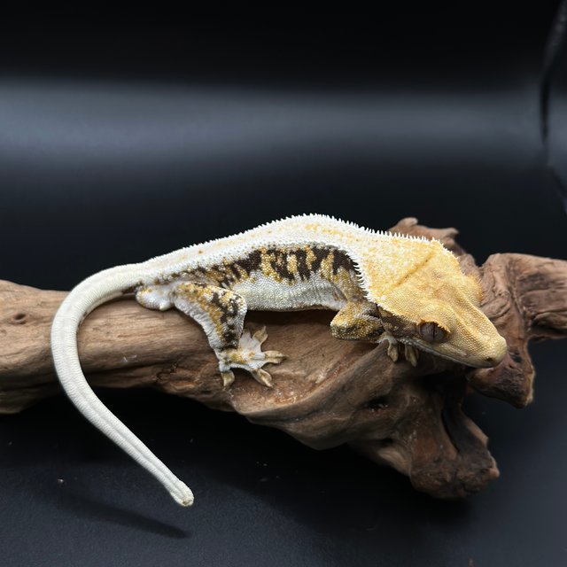 릴리100%헷아잔틱