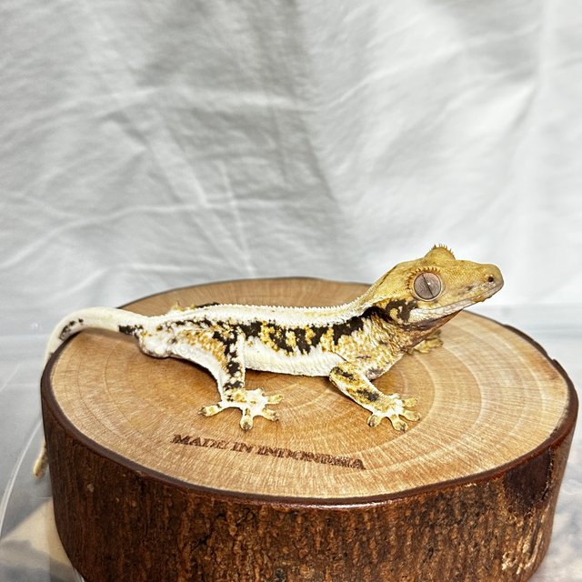 릴리100%헷아잔틱