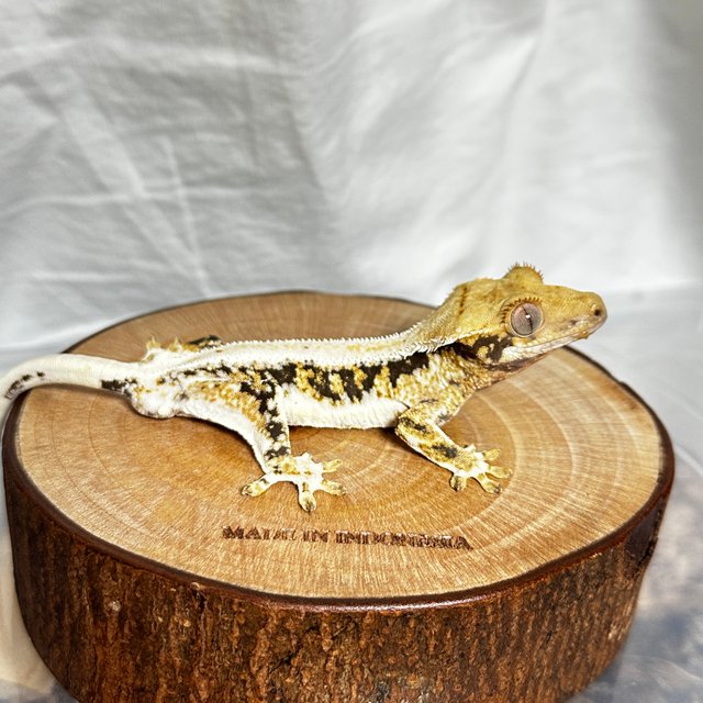 릴리100%헷아잔틱