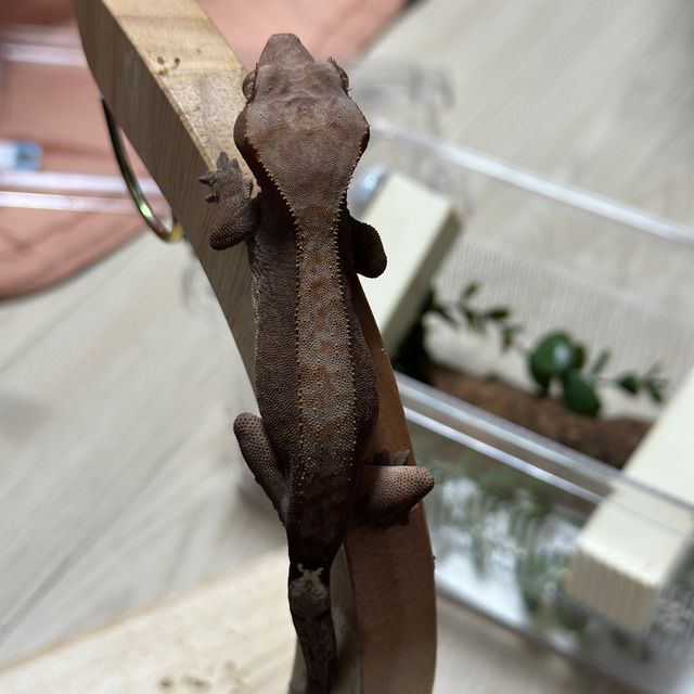 100%헷아잔틱 팬텀