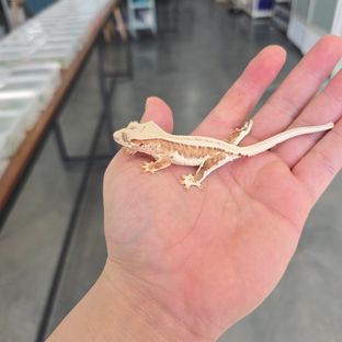 Lilly 100% Het Axanthic