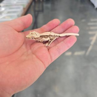 Lilly 100% Het Axanthic