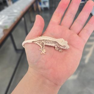 Lilly 100% Het Axanthic