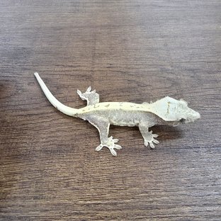 Lilly 100% Het Axanthic