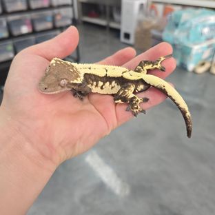 세이블
