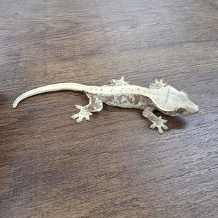 Lilly 100% Het Axanthic