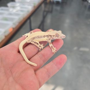 Lilly 100% Het Axanthic