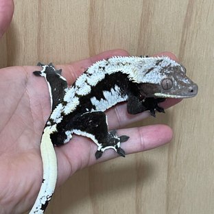 기둥