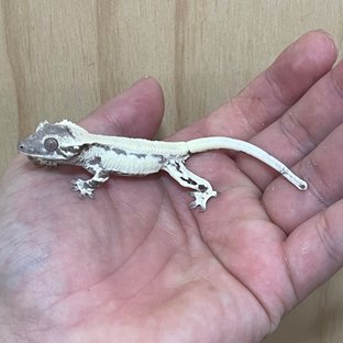 릴리 세이블 아잔틱 릴잔틱 세이블