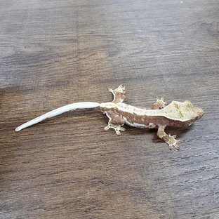 Lilly 100% Het Axanthic