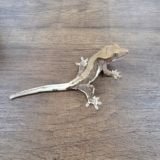 Lilly 100% Het Axanthic