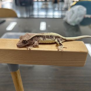 프라푸치노