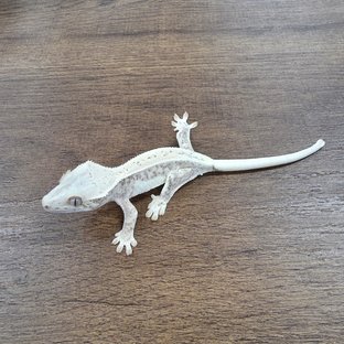 Lilly 100% Het Axanthic