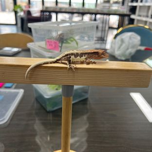 프라푸치노
