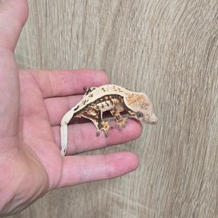 세이블