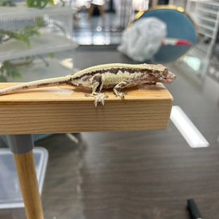 프라푸치노