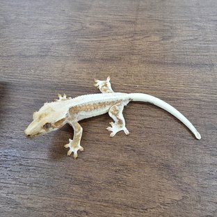 Lilly 100% Het Axanthic