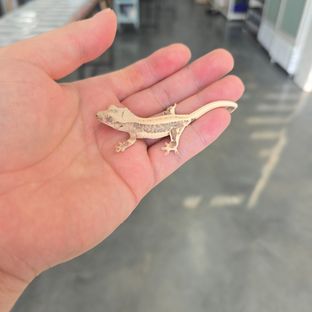 Lilly 100% Het Axanthic