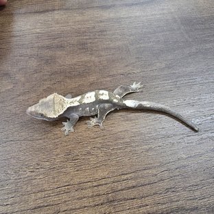 Sable 100% Het Axanthic