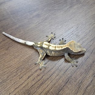 세이블 100%헷아잔틱