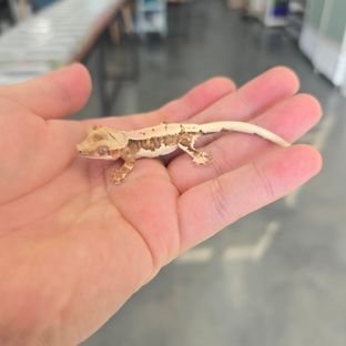 Lilly 100% Het Axanthic