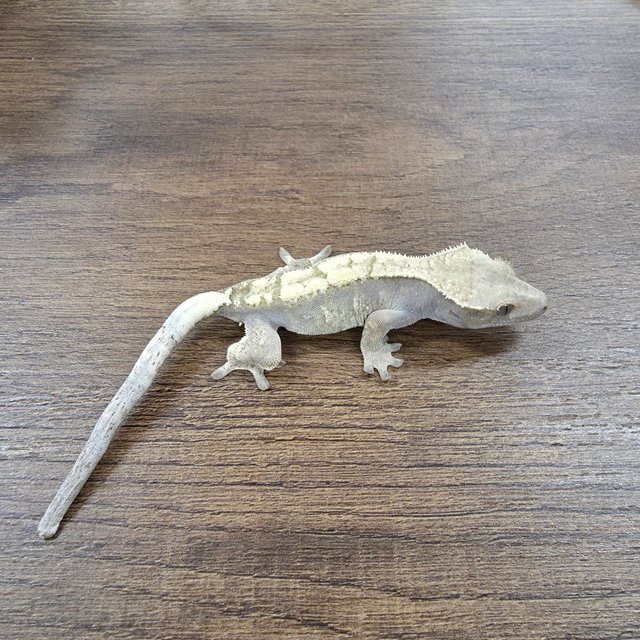 세이블 100%헷아잔틱