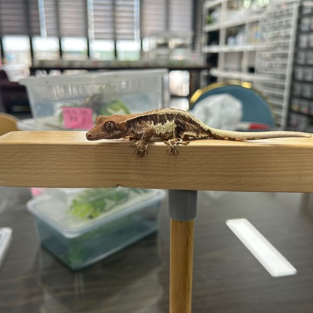 프라푸치노