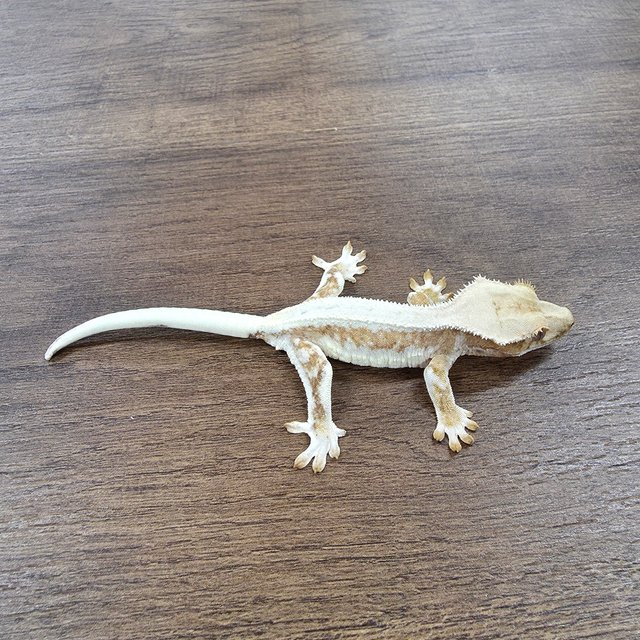 Lilly 100% Het Axanthic