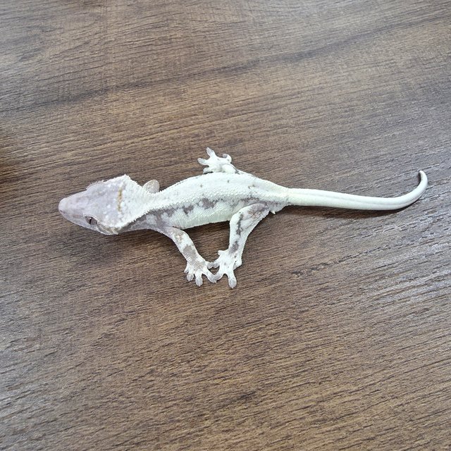 릴리 세이블 100%헷아잔틱 릴리100%헷아잔틱 세이블