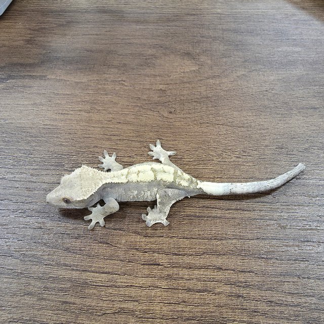 세이블 100%헷아잔틱