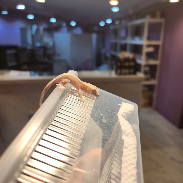 릴잔틱 아잔틱