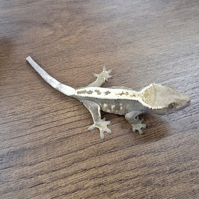 세이블 100%헷아잔틱