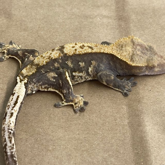 100% Het Axanthic