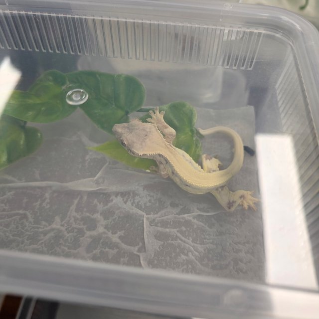 릴리 세이블 100%헷아잔틱