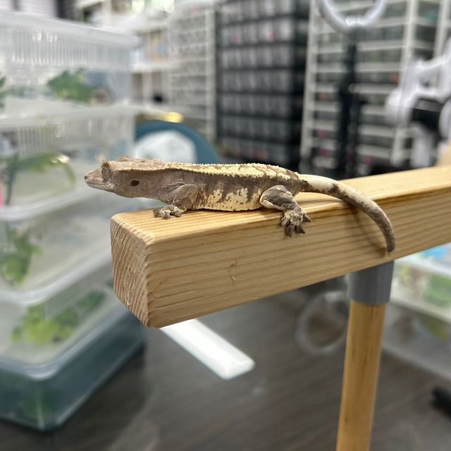 카푸치노
