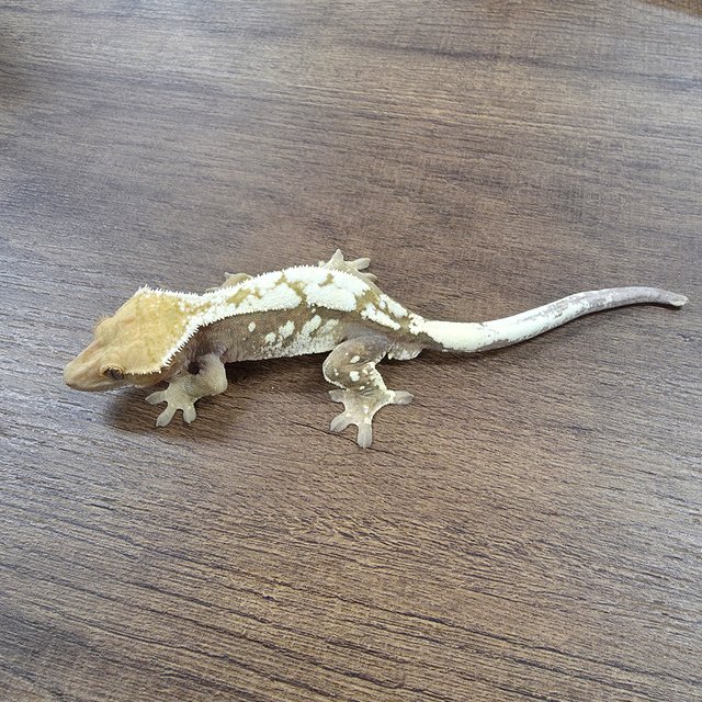 세이블 100%헷아잔틱