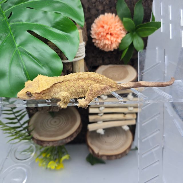 패턴리스