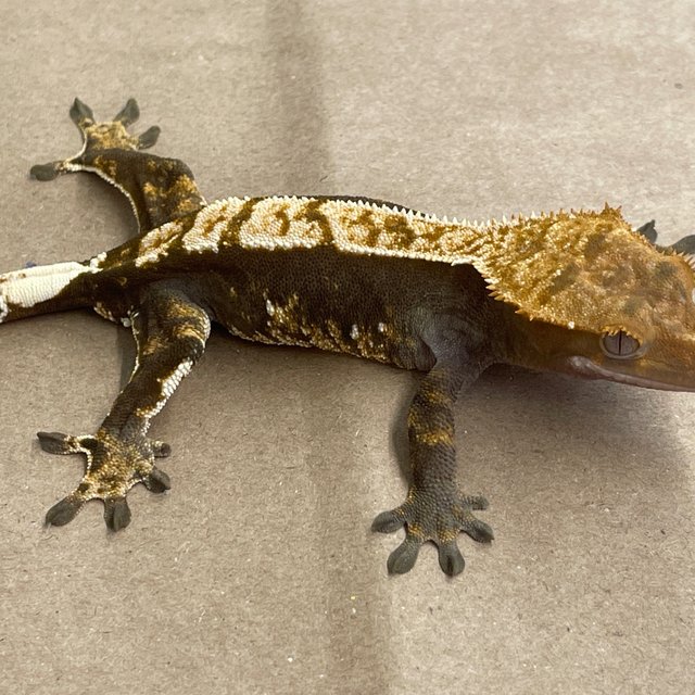 100% Het Axanthic